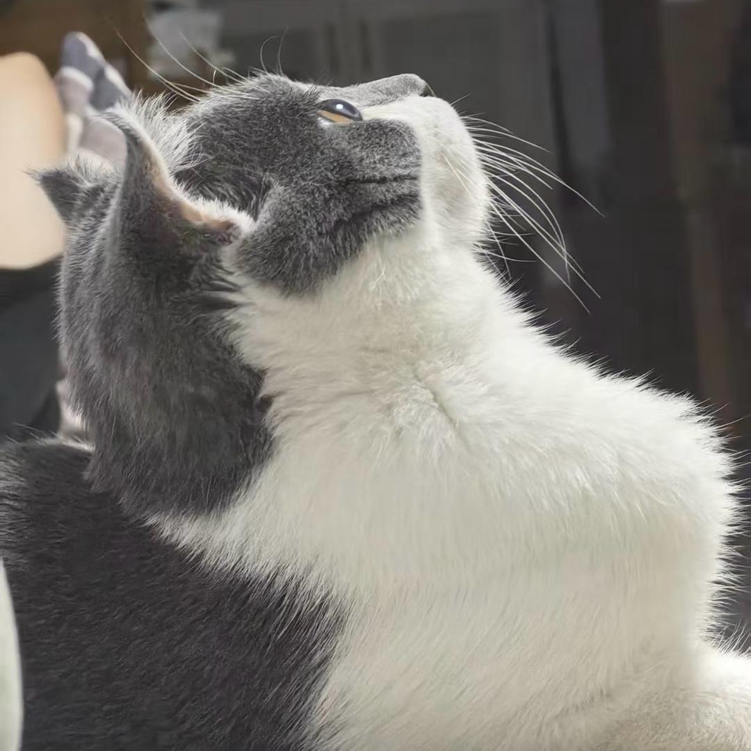 邕城躲猫猫（小顽皮）