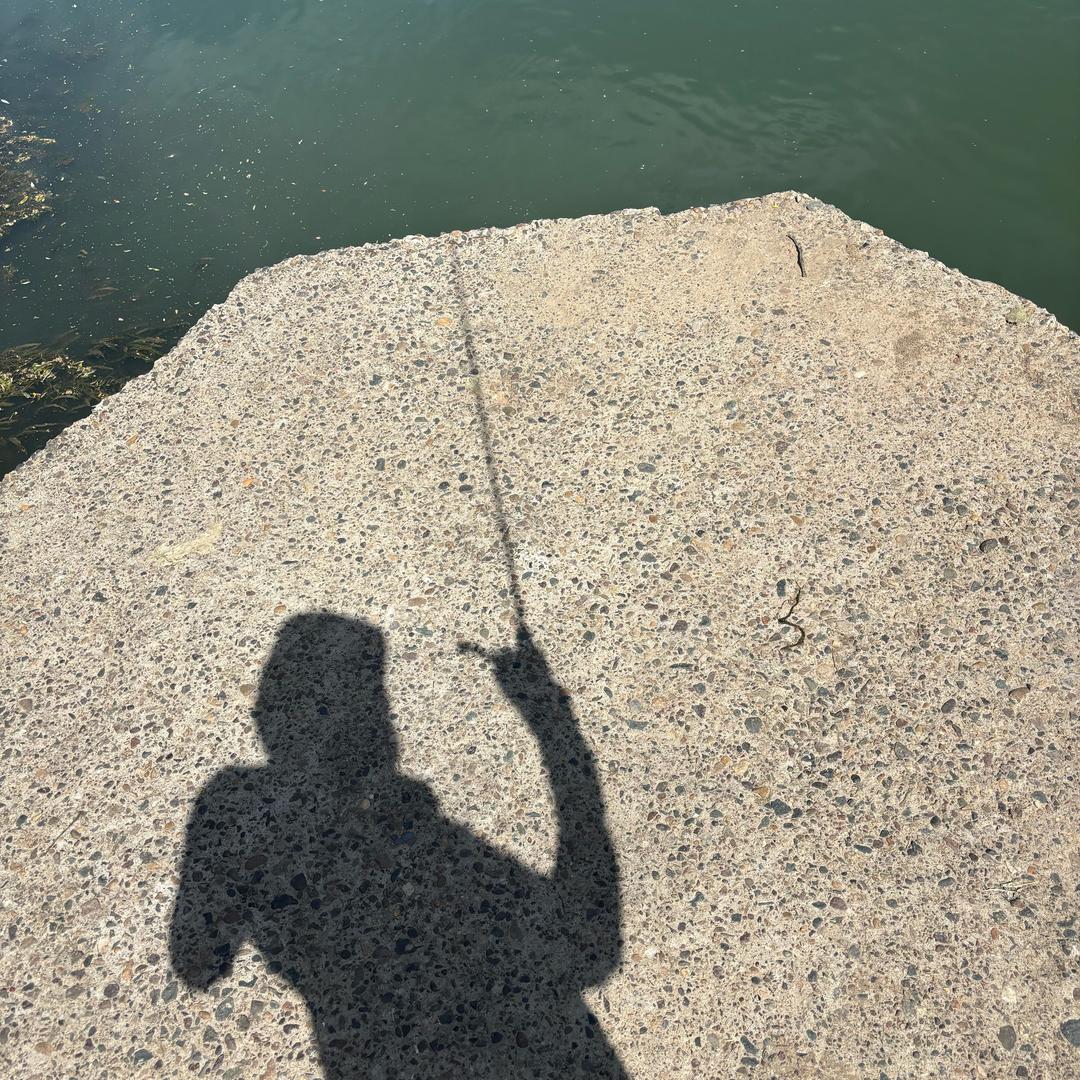 巨物🎣