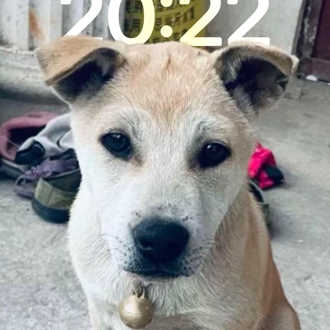 提笔写不尽忧伤