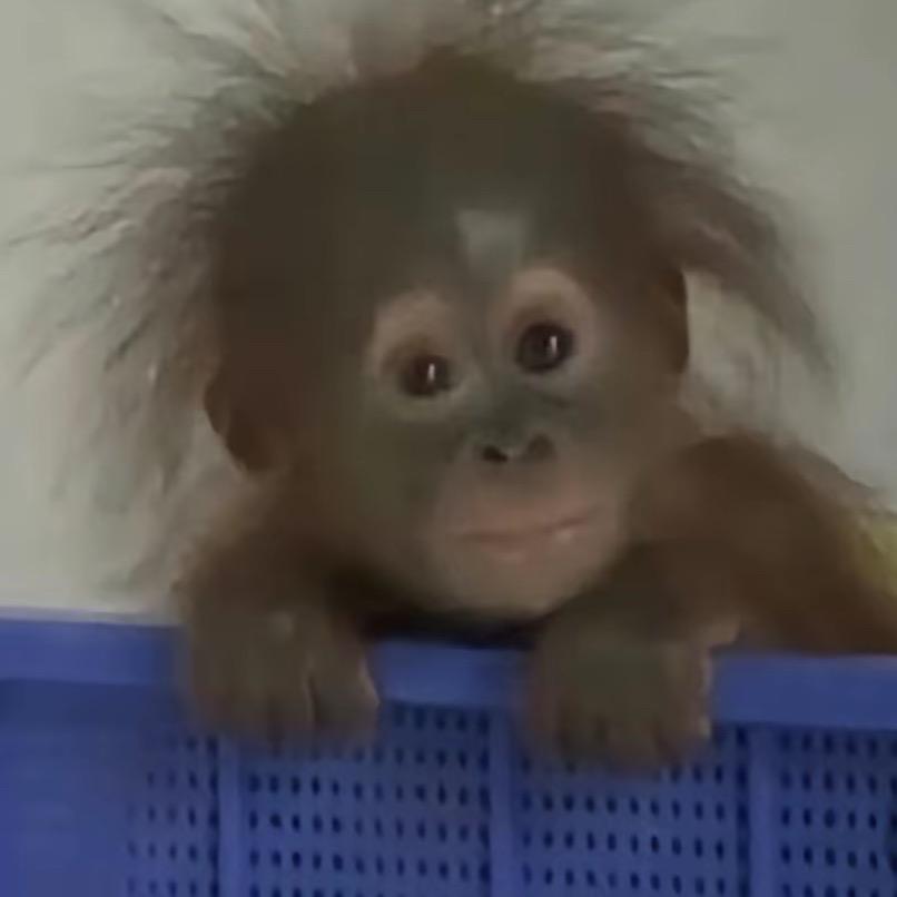 三块给你买麻吉