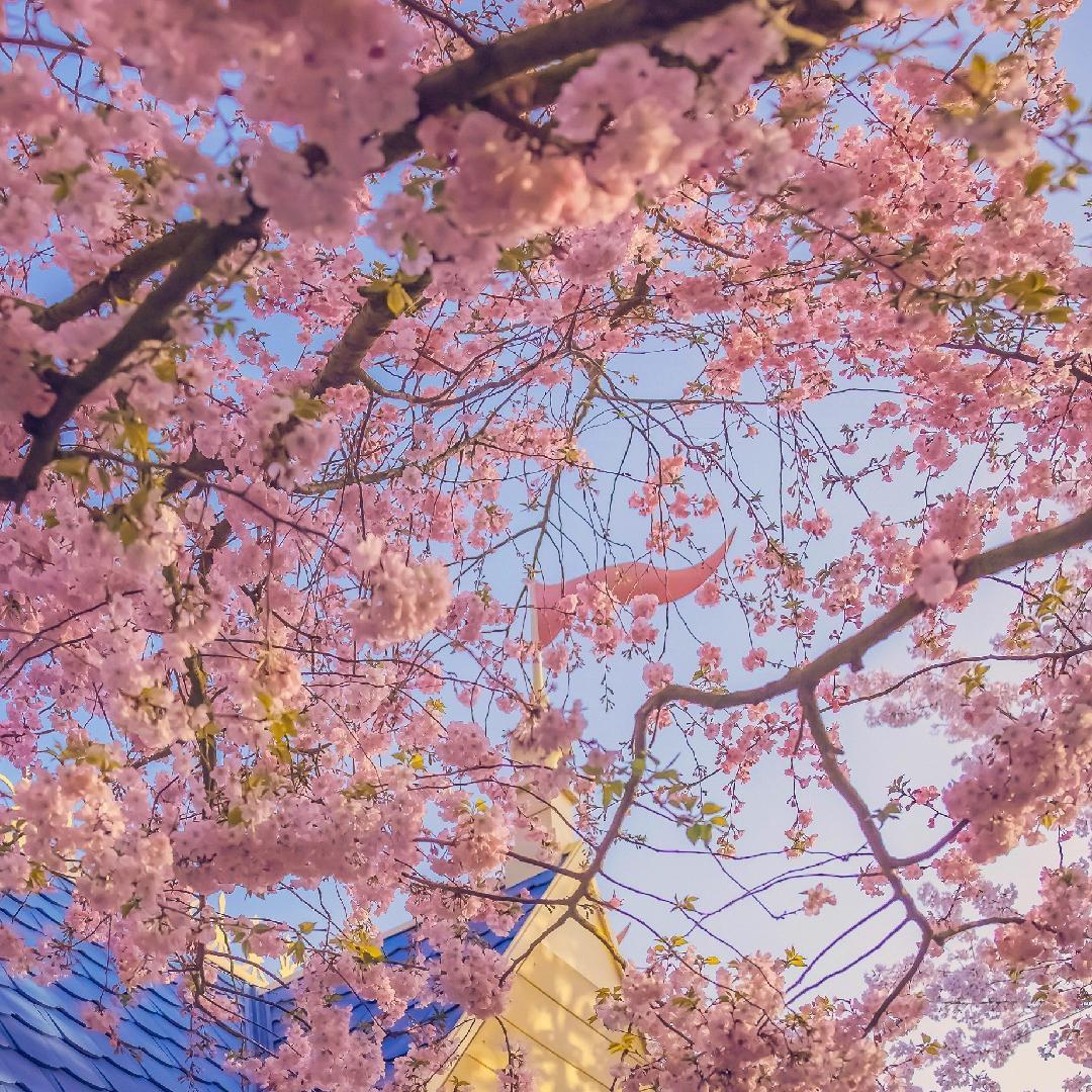 小苏