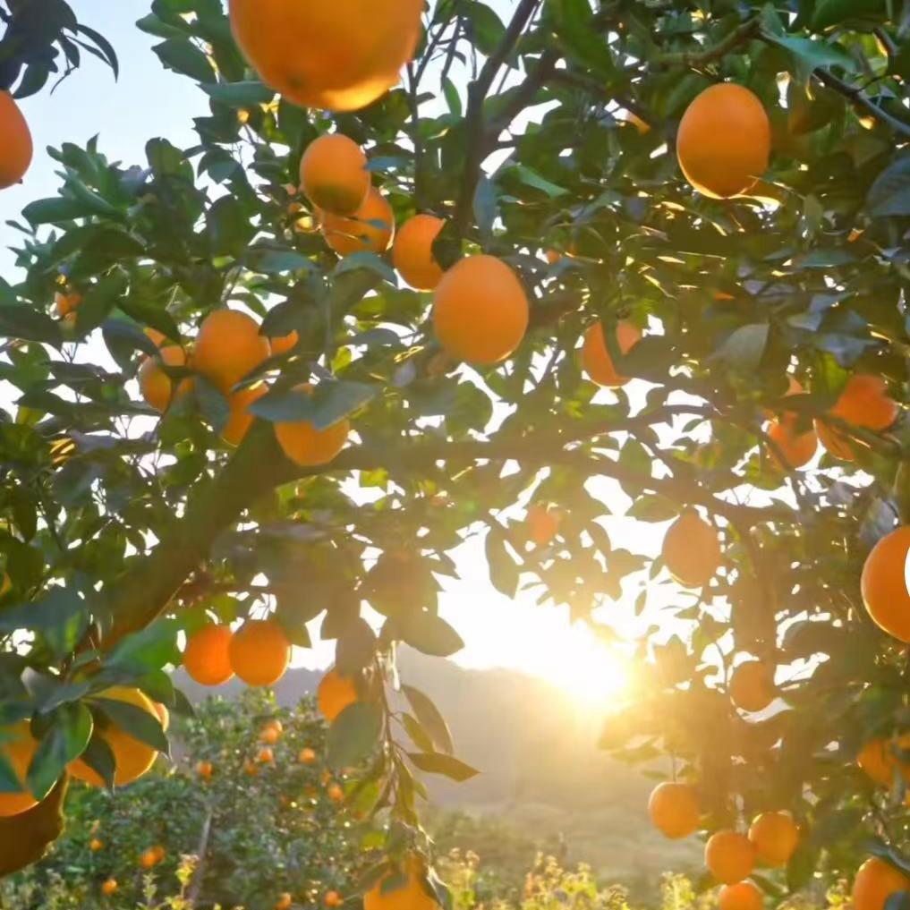 瑶瑶奶奶水果源