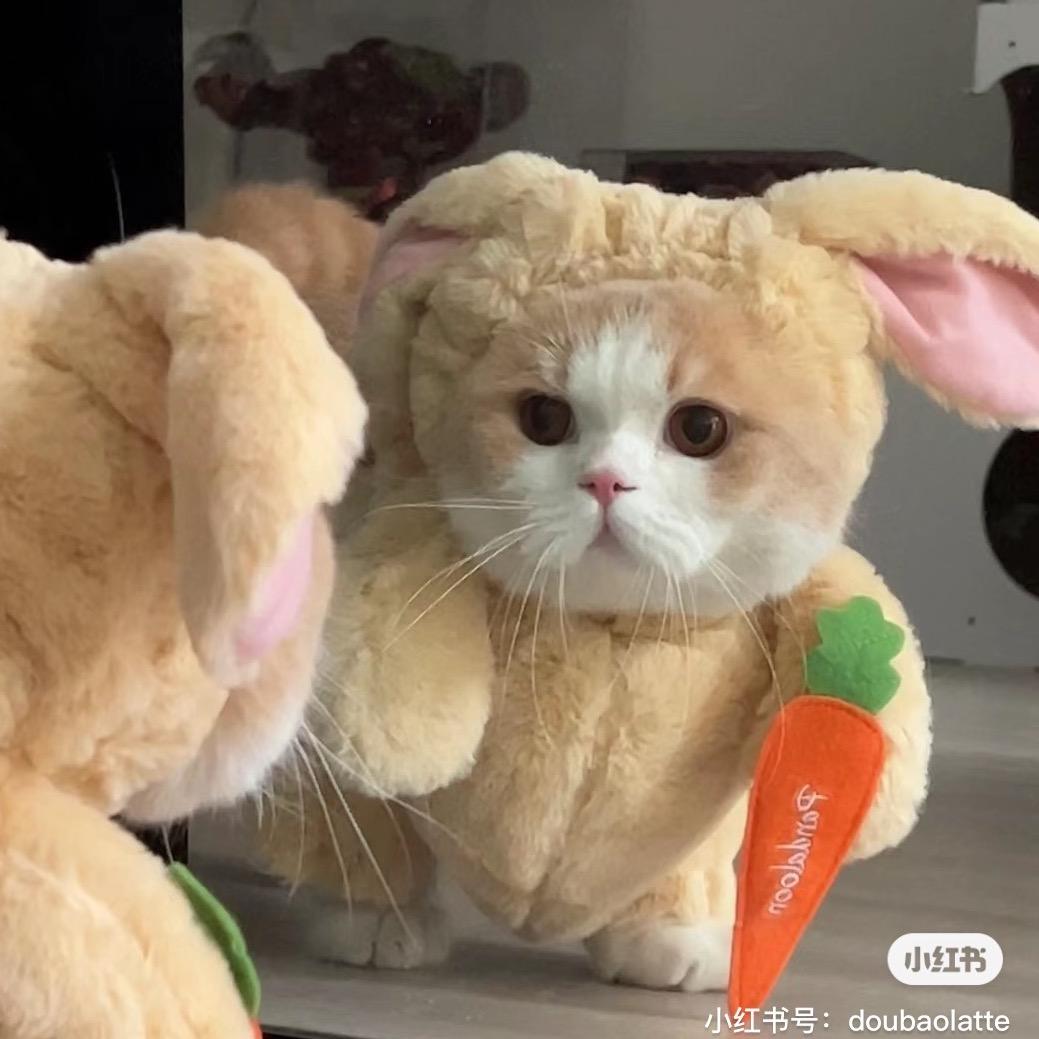墩墩吖🐰
