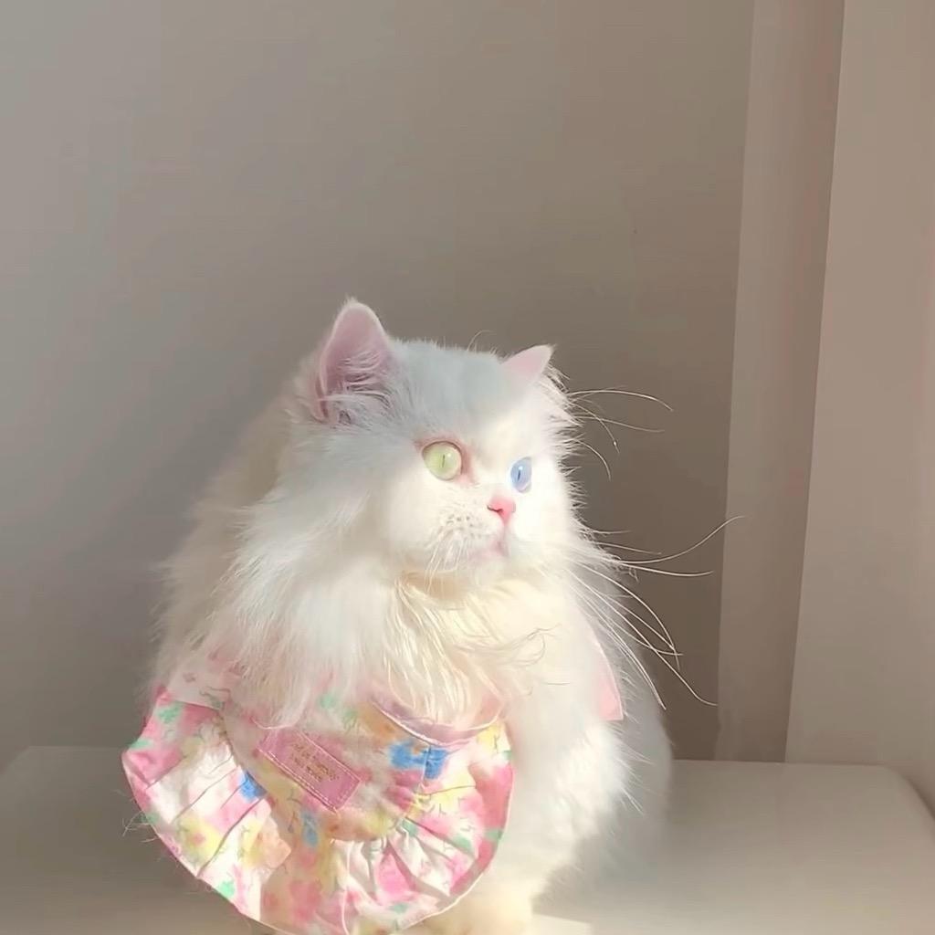 小甜橙