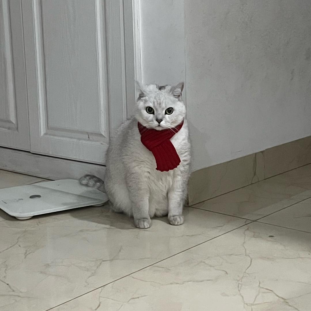 老农民嘿🧑‍🌾