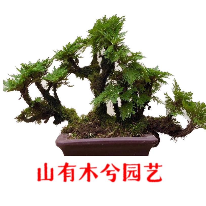 山有木兮园艺