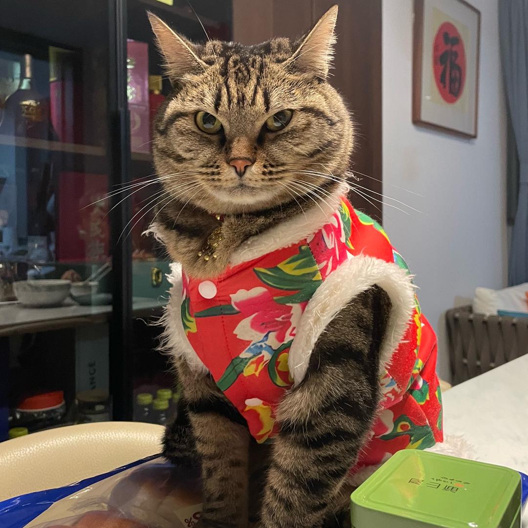 桔子汤团