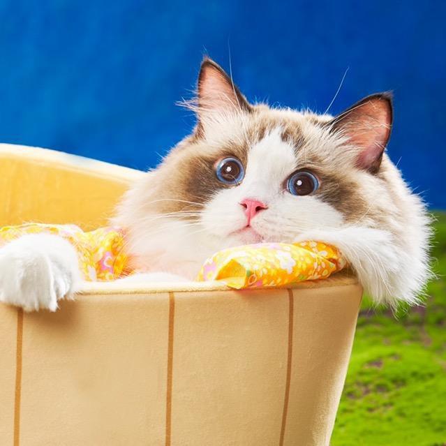 一只小猪咪