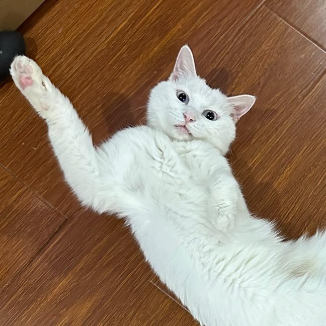 欧欧欧，欧神！