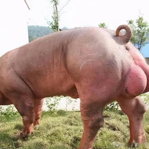 悟源良种猪繁育场