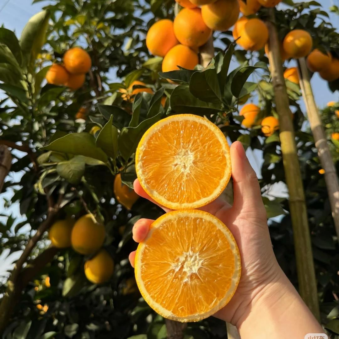 柑橘一号明日达🍊
