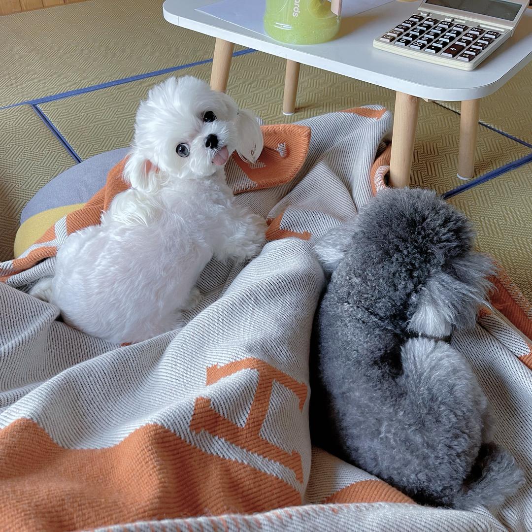 糖