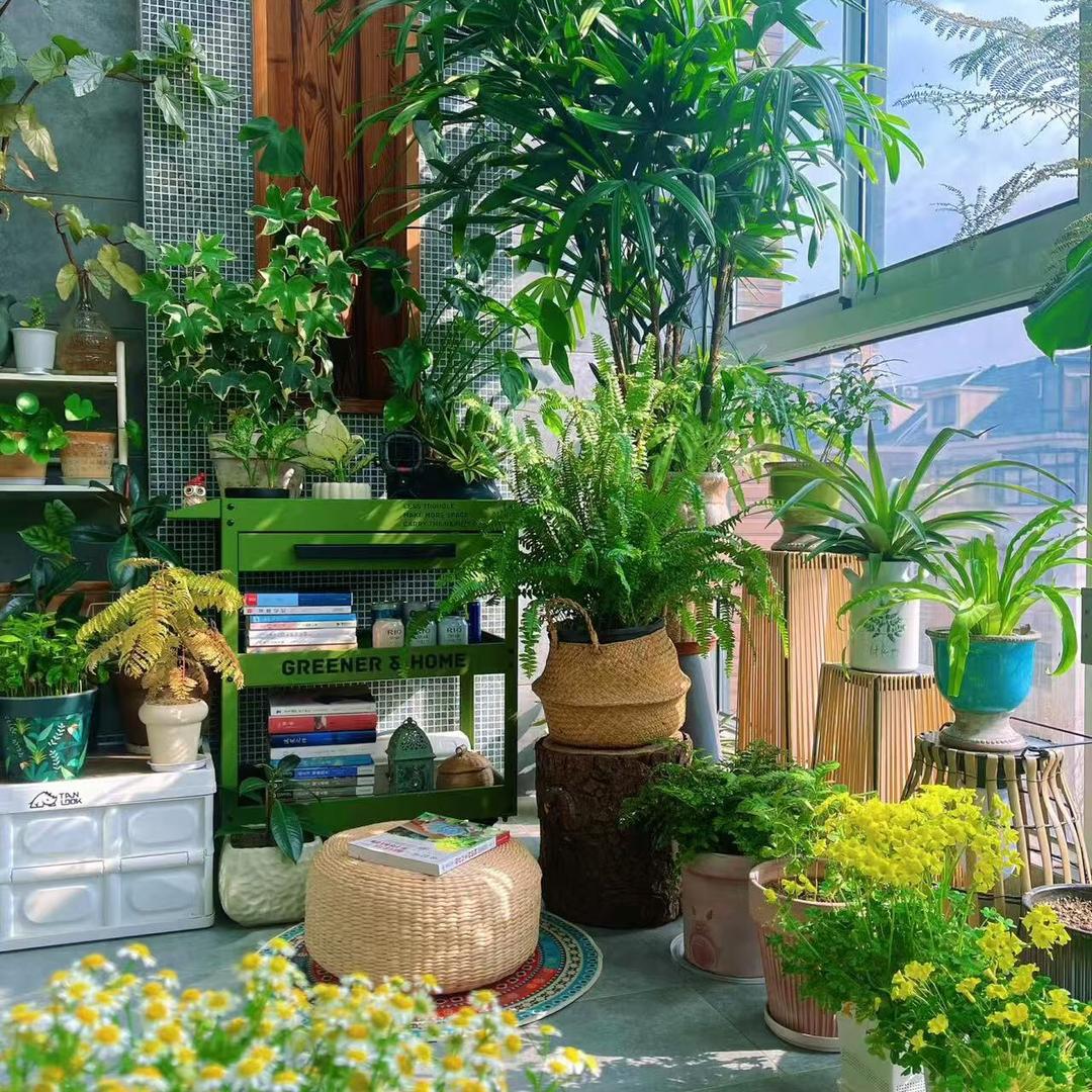 夏夏古法运动（誉与在田）