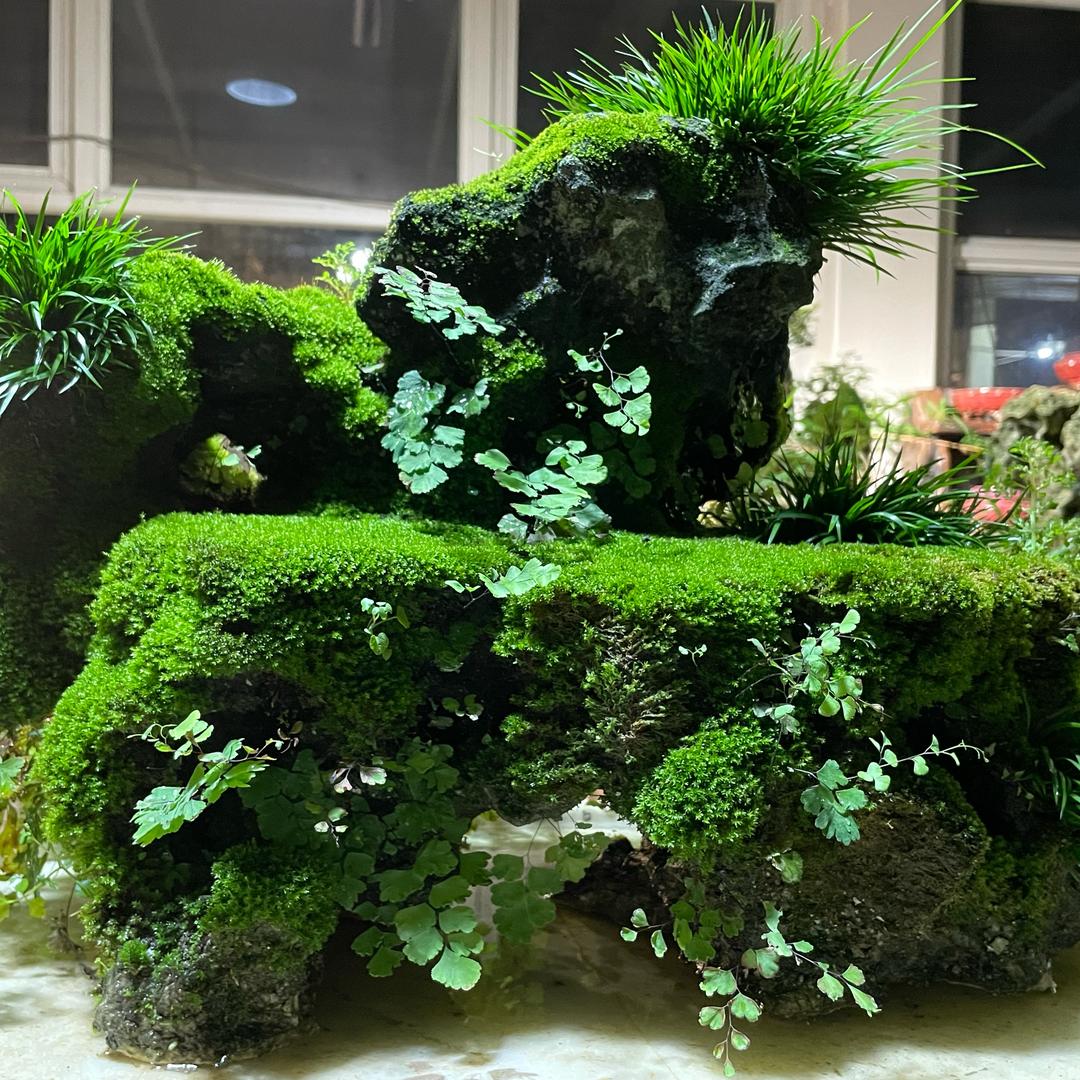 闽侯县祥谦意阔附石菖蒲花卉店