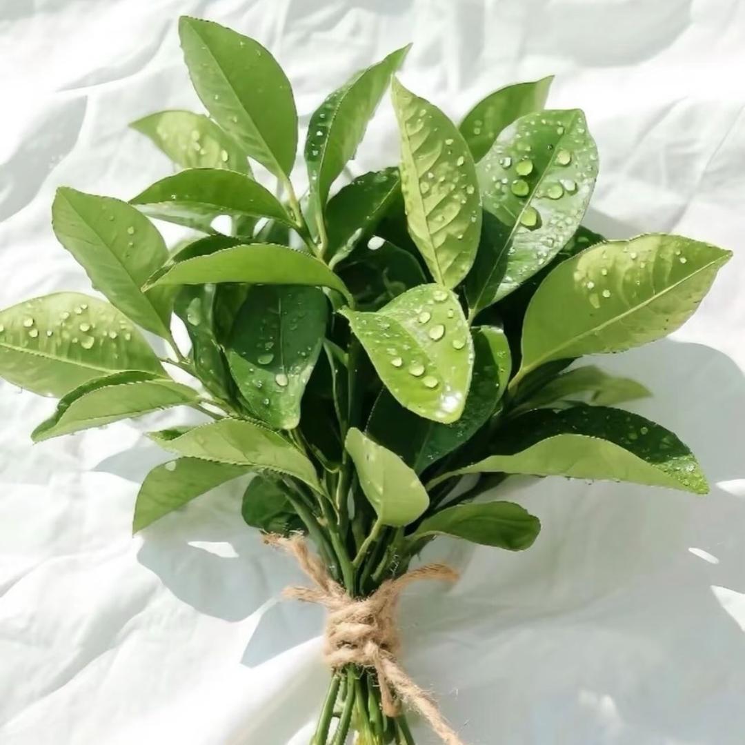 康和养-刘老师讲堂