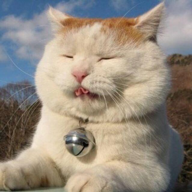大胆快护驾🌈
