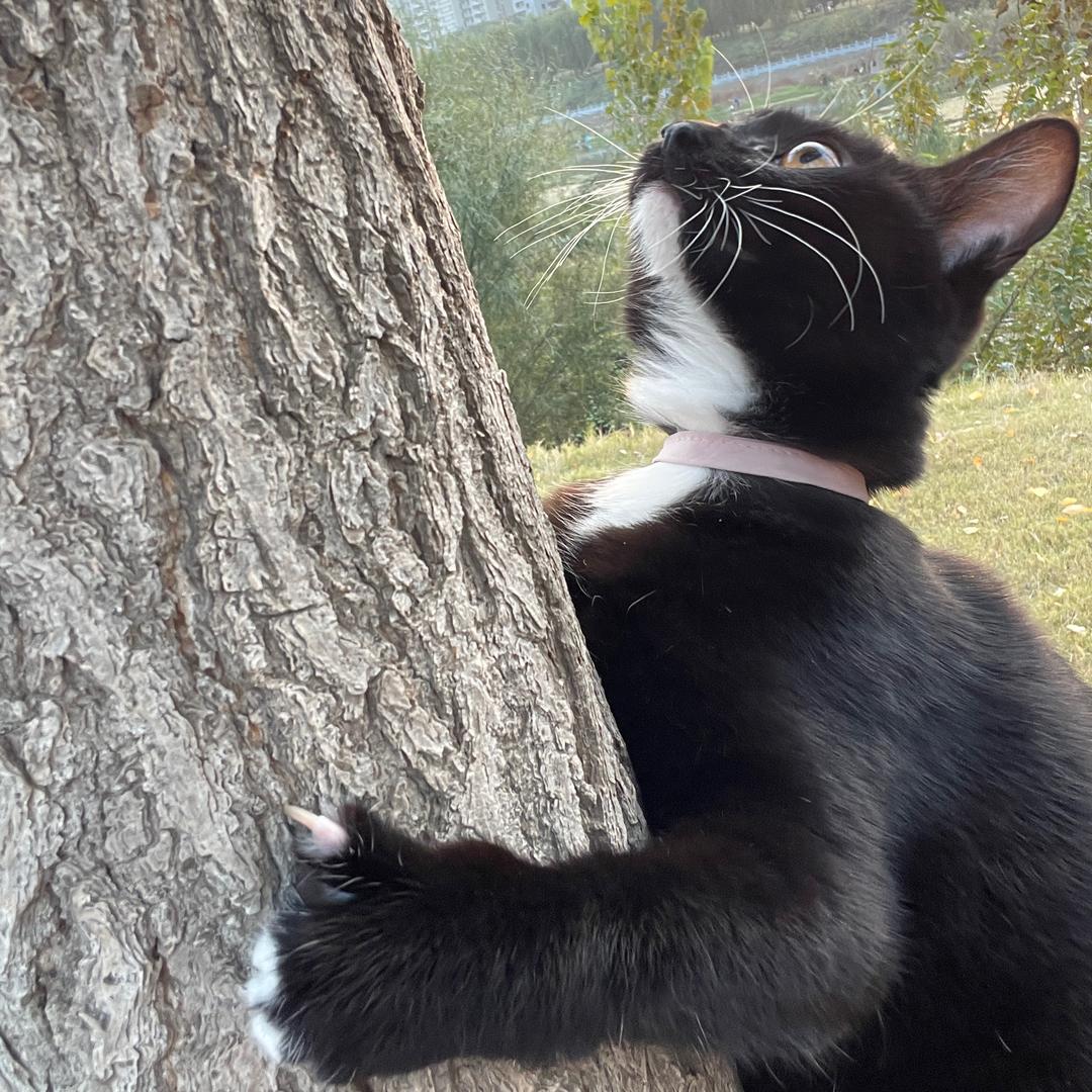 🤟🏻猪咪