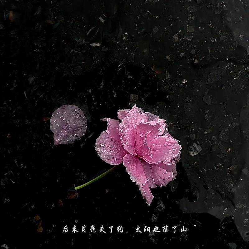 梅梅🌸