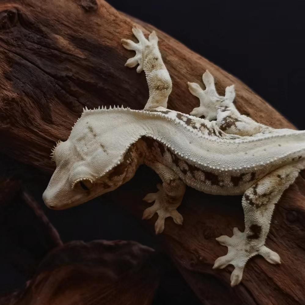 🦎抢睫爬宠工作室