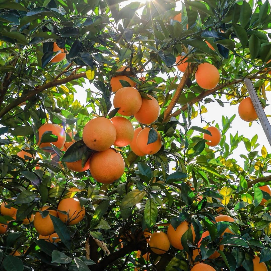 小小爱吃橙🍊