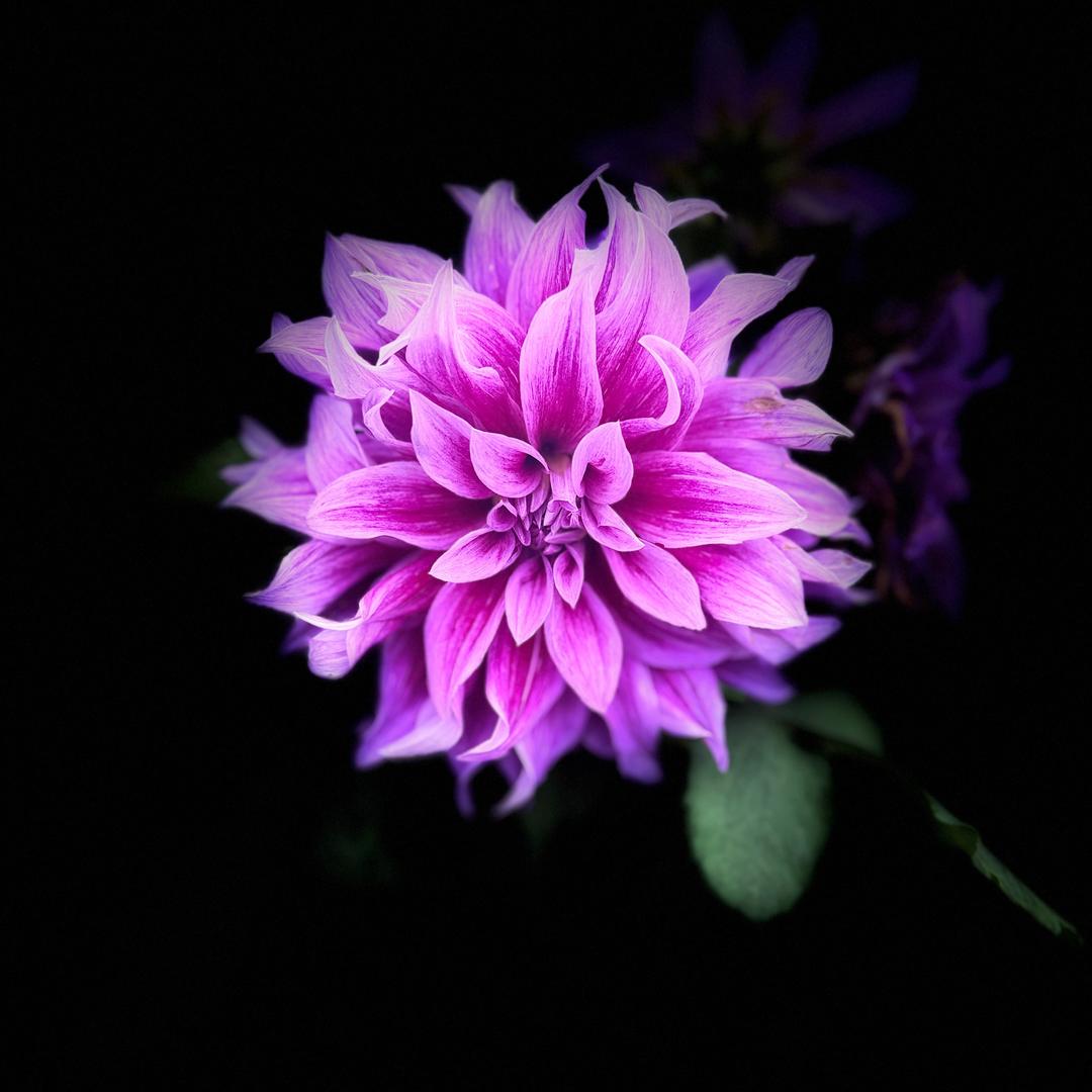 叼着奶瓶看美女