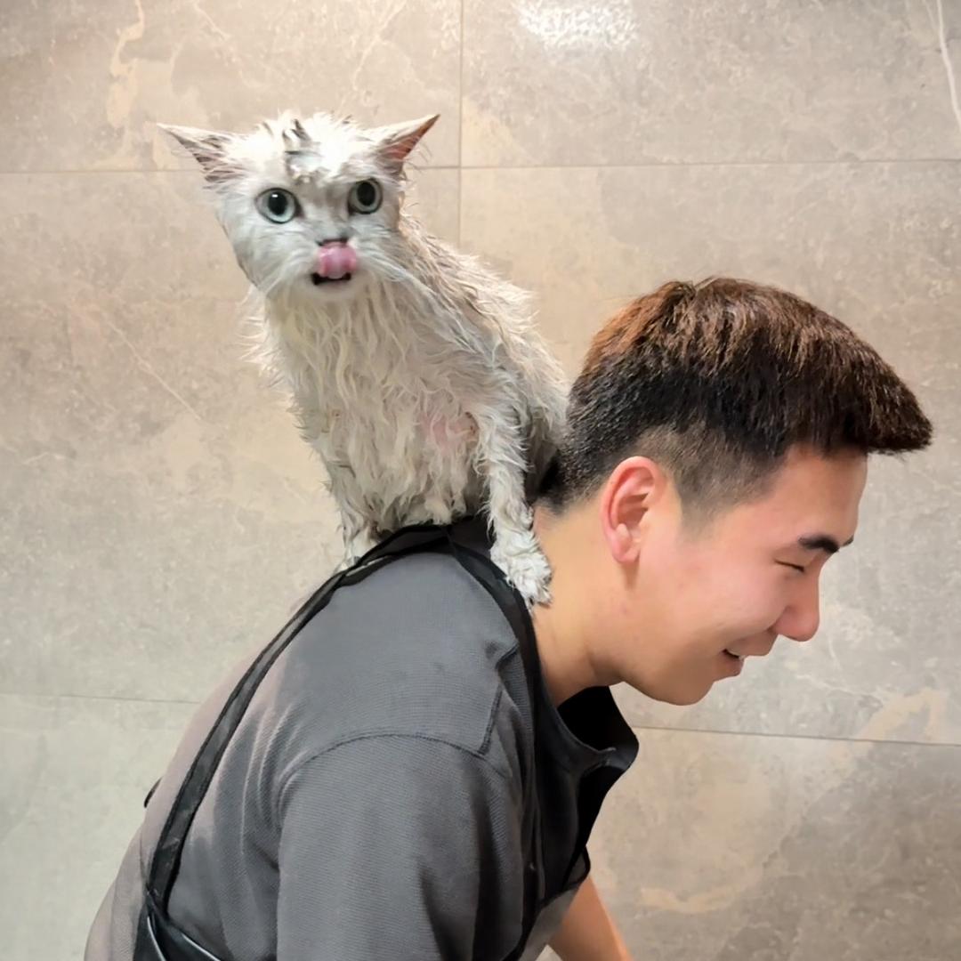 宅洗喵|洗猫小李