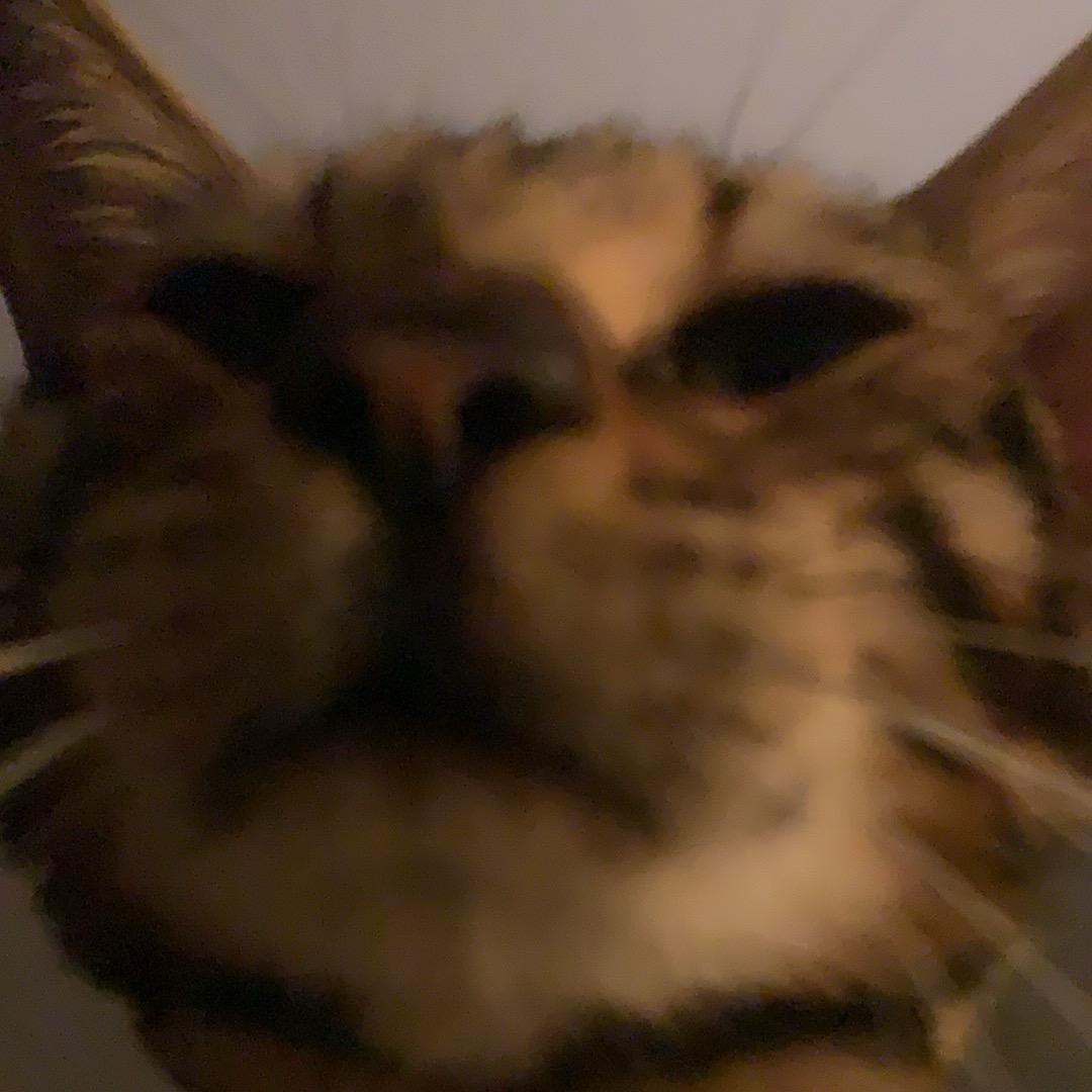 重生之天命小宠王（游戏）