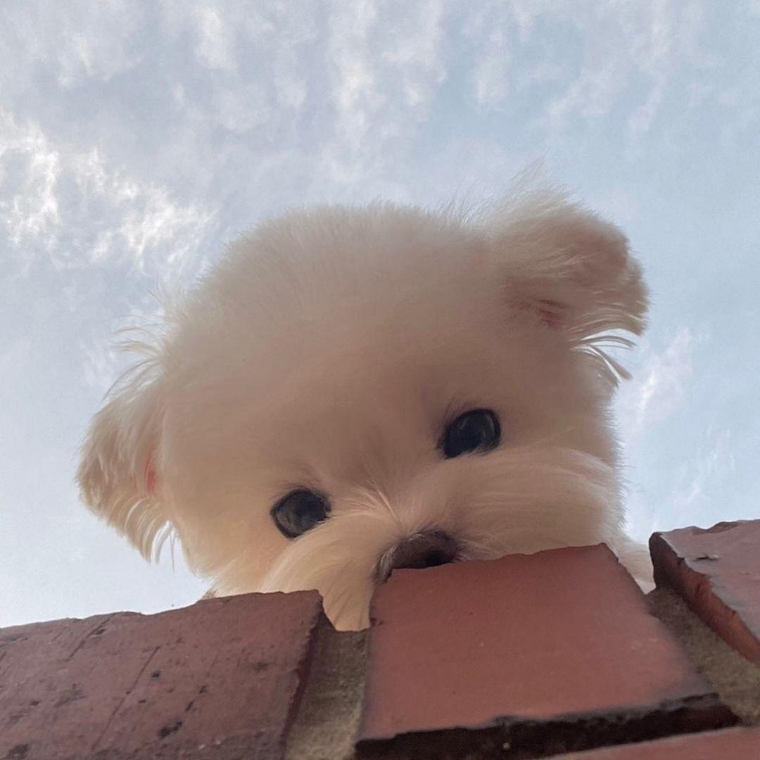 大胖脸=（大非脸）