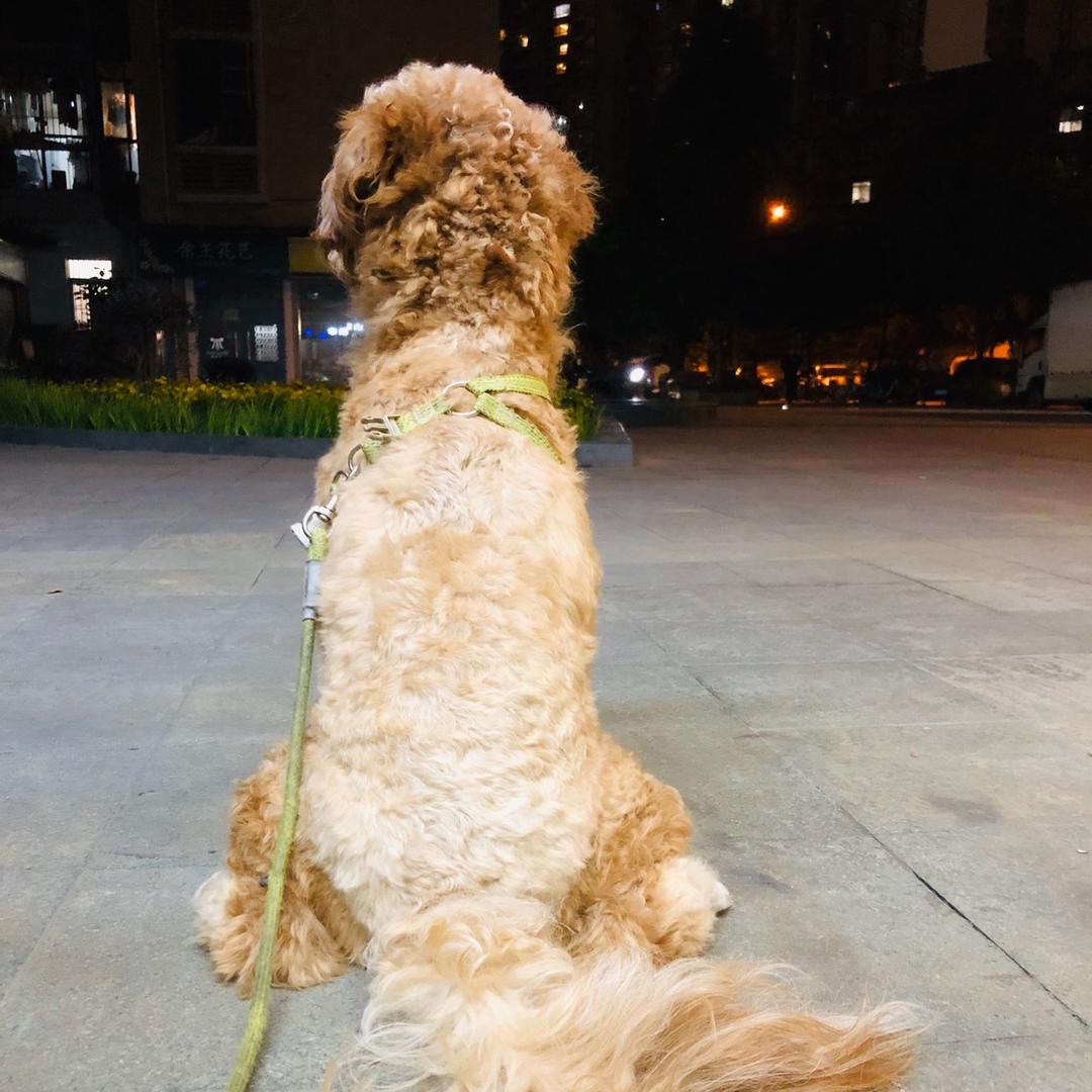 螺蛳是只狗🐶