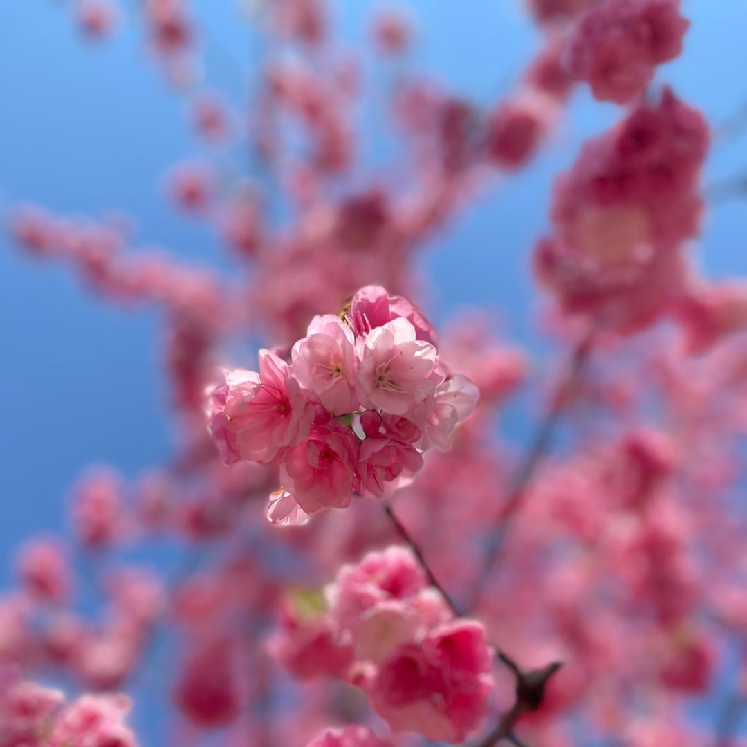 甜辣椒