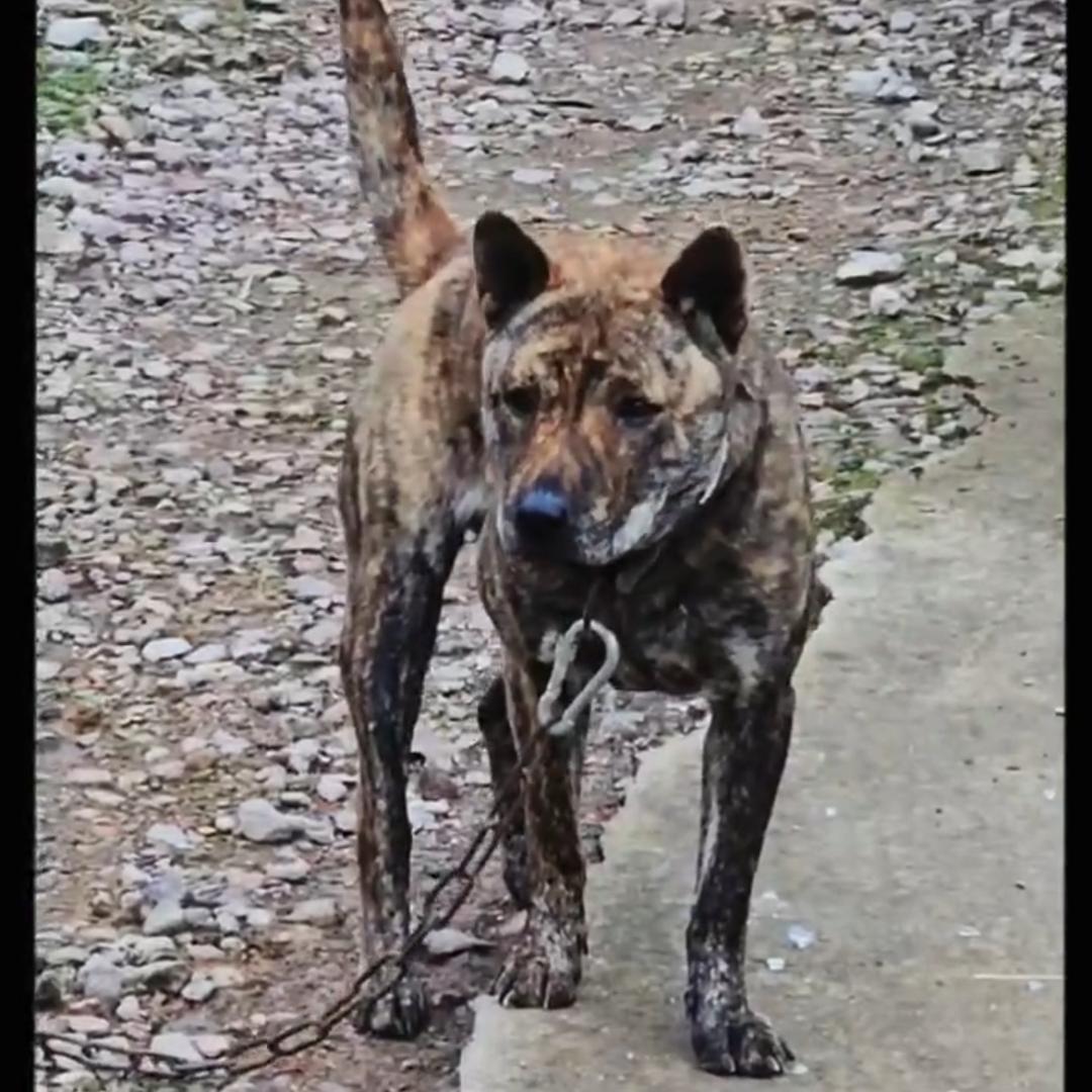田园犬爱好者
