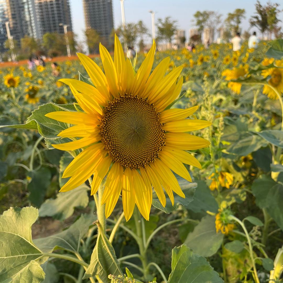 玥玥吖