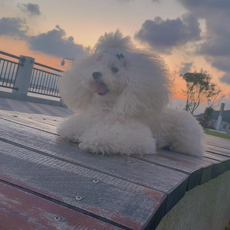 球球是只没断尾的白贵