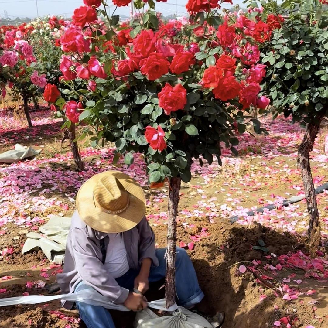 树桩月季花卉精品店