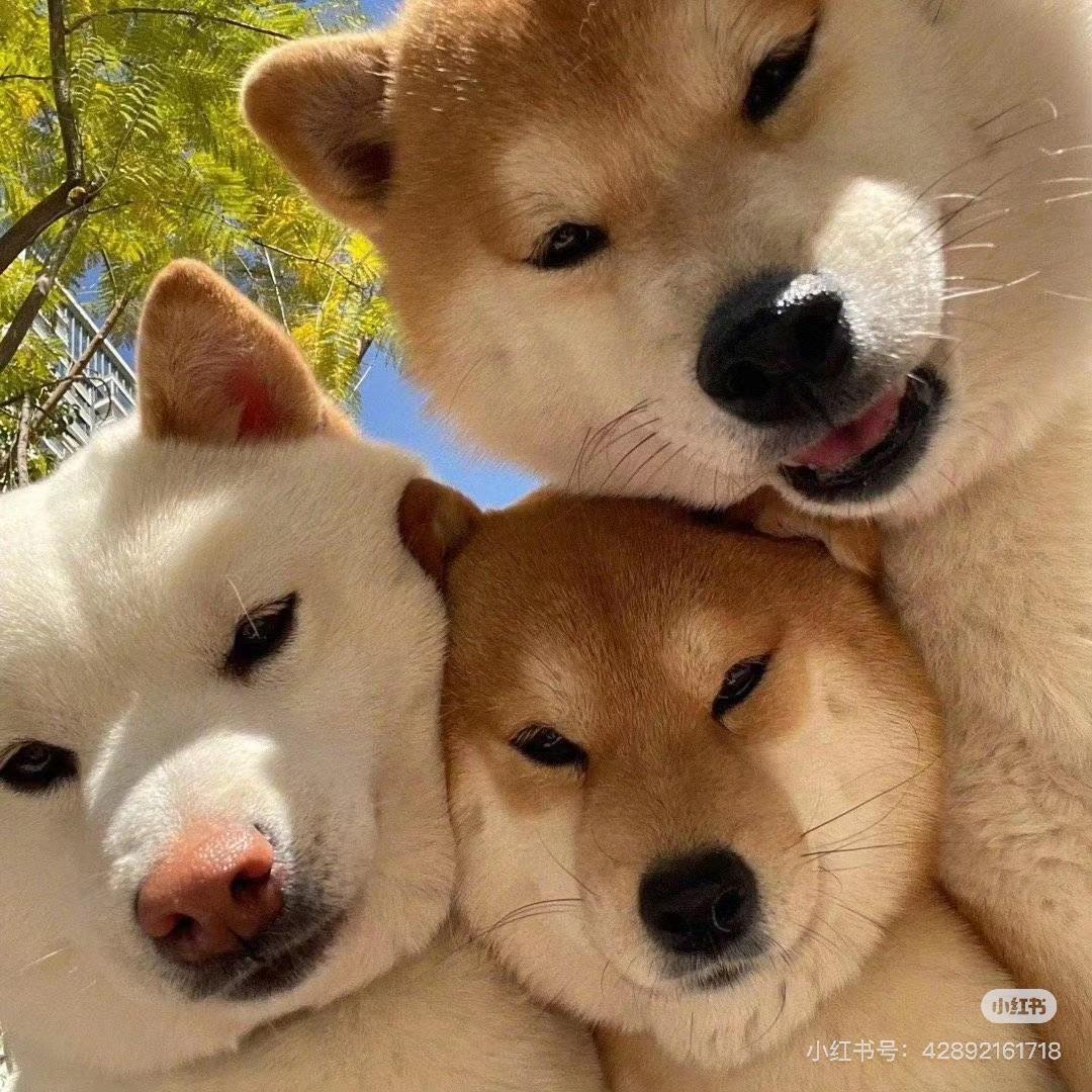 不发胖只发财