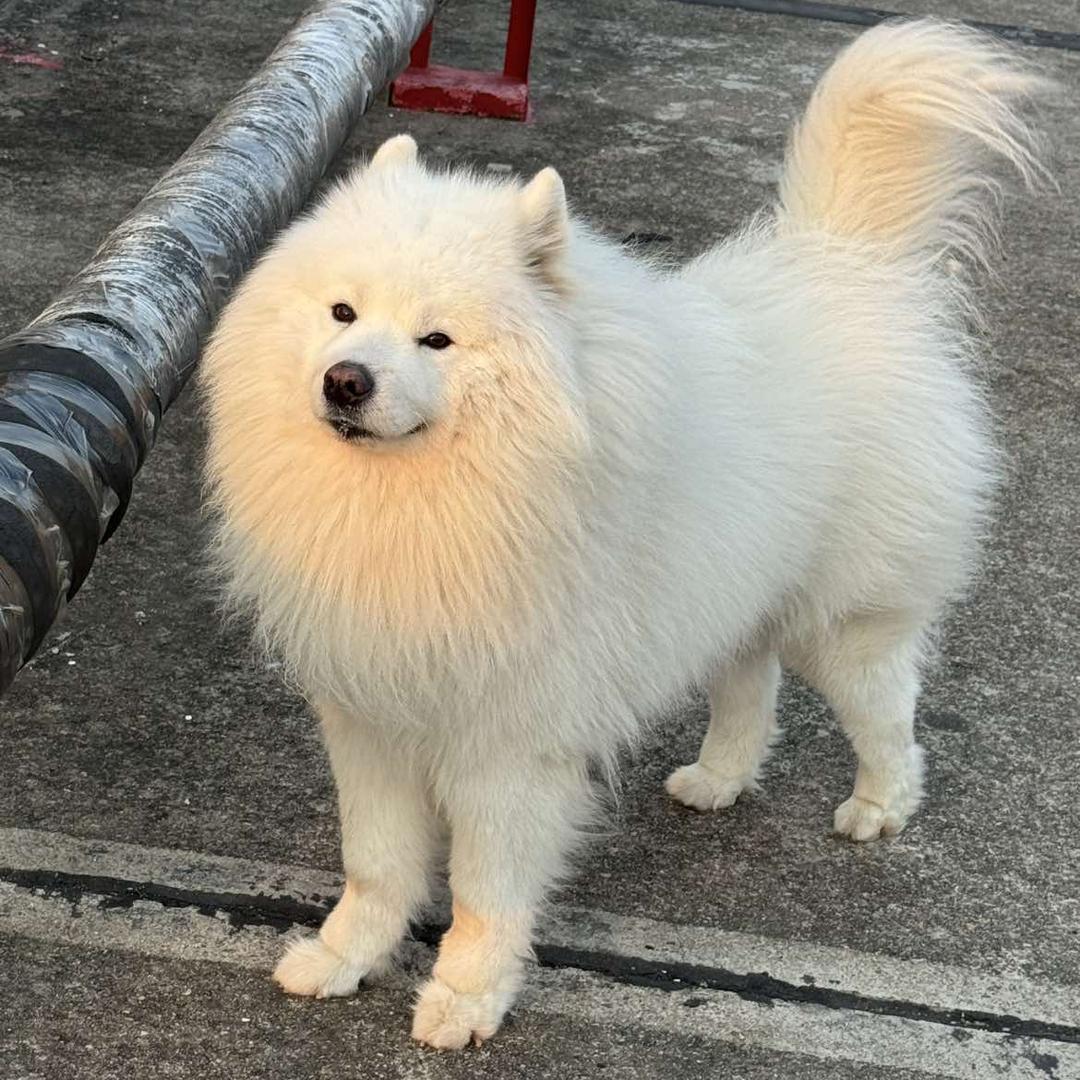 旺旺小饼干