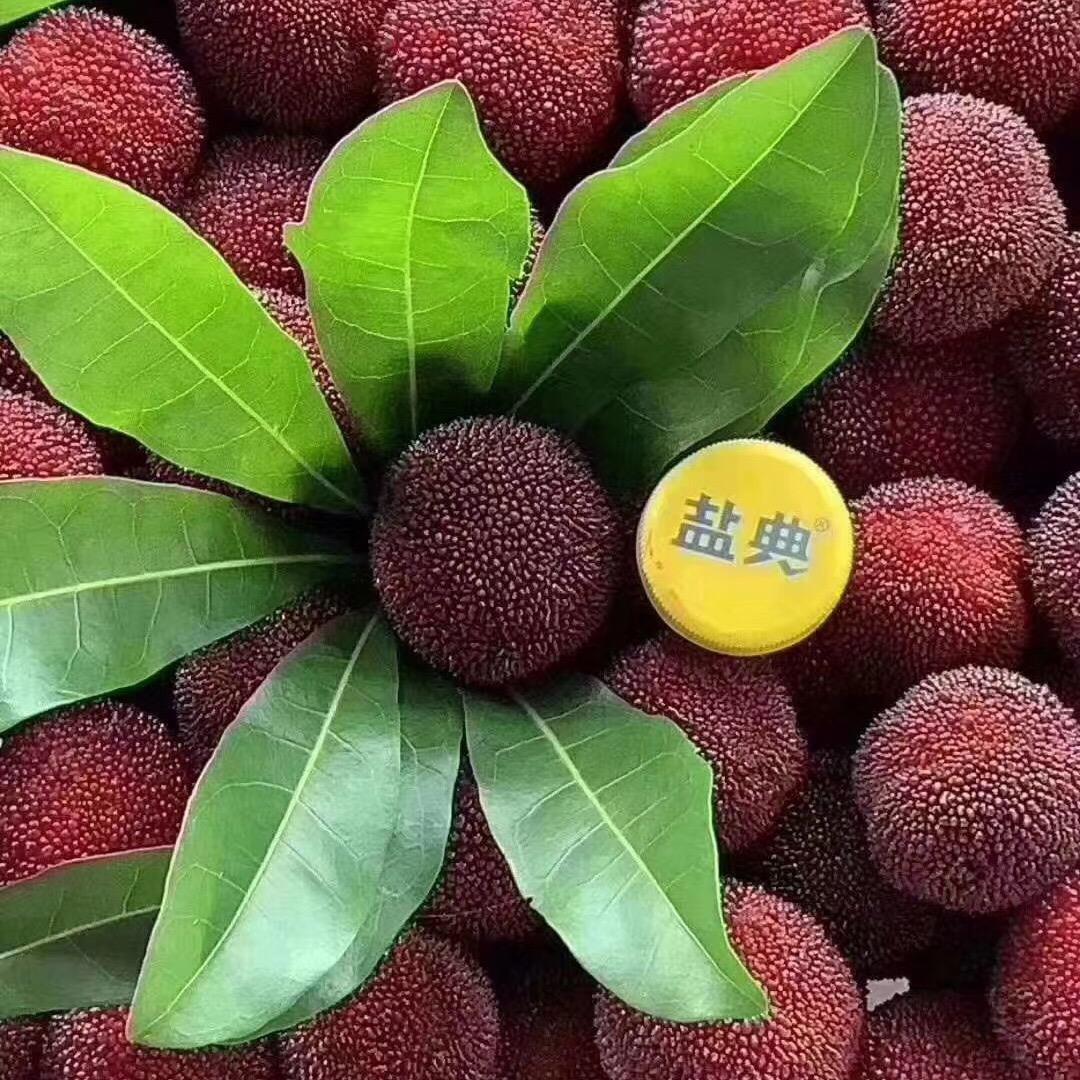 大好时光杨梅自摘园（东魁杨梅）