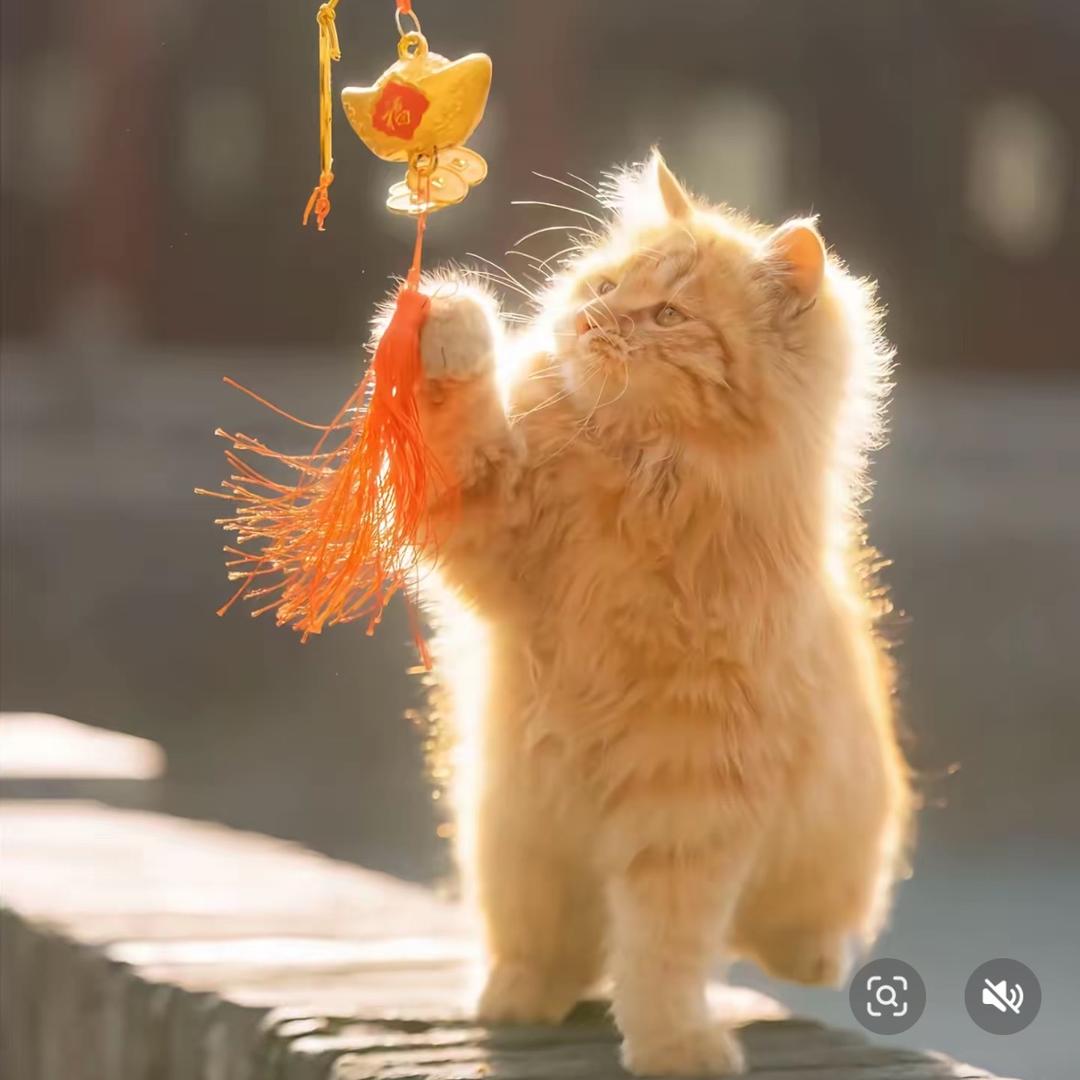 两只🐑的小家（装修日记）