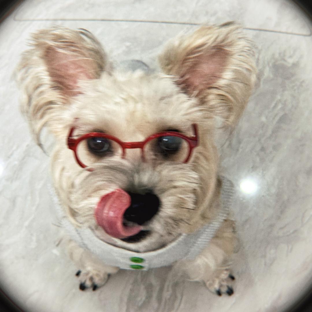 毕8⃣️啵的小狗叫十三