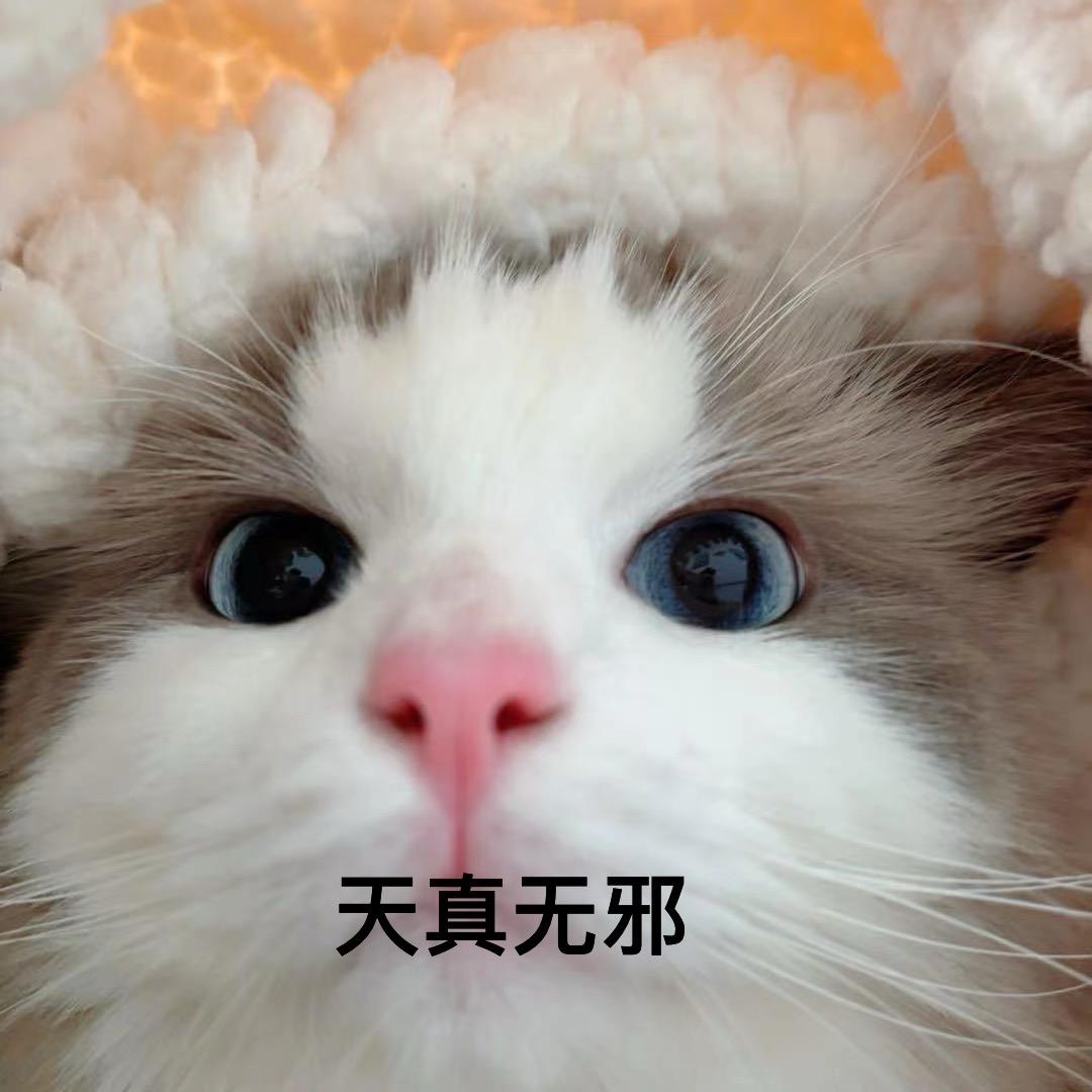呼呼大睡的馒头（葱花🍗🪨🍗版）