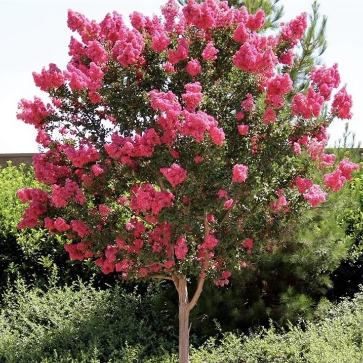 聚苗良绿植园艺