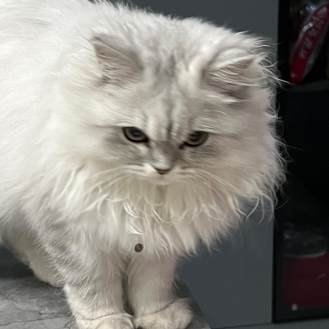 Roy_芮（骨折创业版）