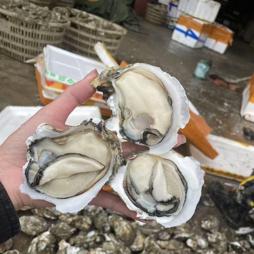 北流永利生蚝水产基地