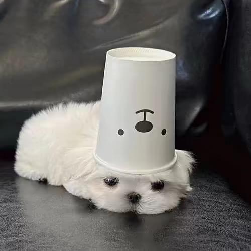 ᥫᩣ.