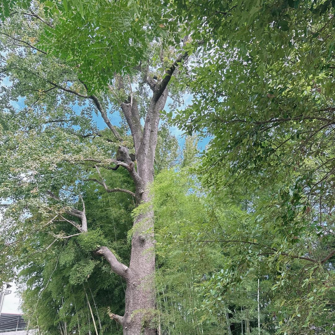 A 🌹浅💃语⭐️