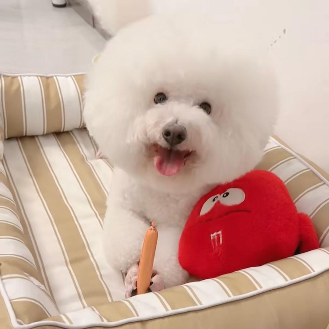 乖乖是只小比熊