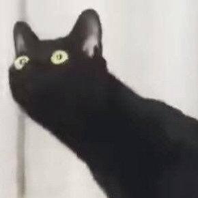 七天又七天