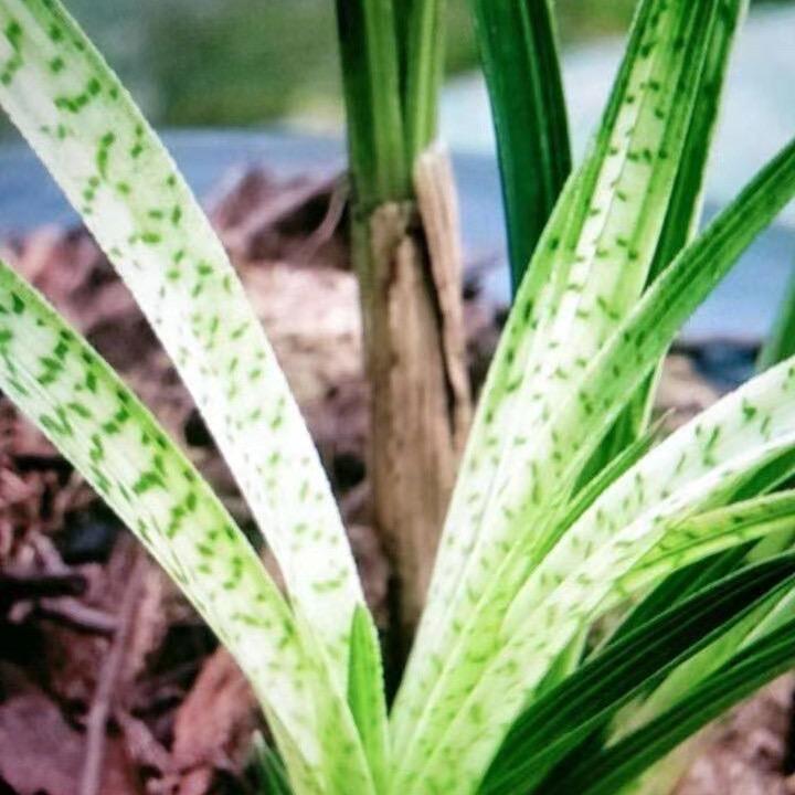 姚卫东随州顺景国兰