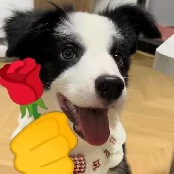 小贾不会弹吉他