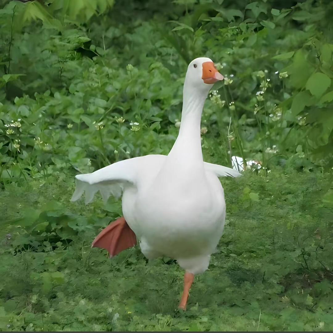 嘟咕噜